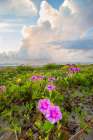 Beach morning glory in bloom Art Print